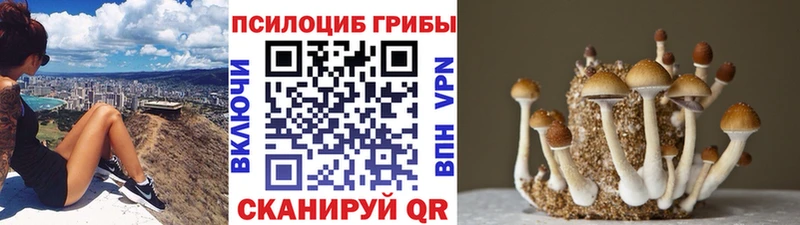 Псилоцибиновые грибы мицелий купить наркотик Ефремов